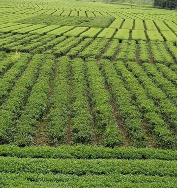 龙井43号茶苗@龙井43号茶苗基地！！ 