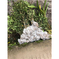 黄金茶苗种植基地_资阳中茶108茶苗 