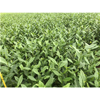 四川名山早311茶苗-黄芽早茶苗-平阳特早茶苗 