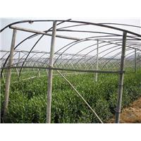 湖北名选131茶苗，湖北名选131茶苗出售 