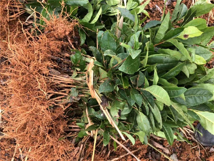 茶苗价格_江苏福鼎大白茶苗 