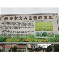 四川茶苗哪里有卖 