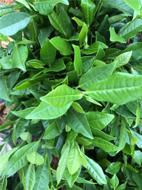 四川蒙山9号茶苗-名山白毫131茶苗种植基地 