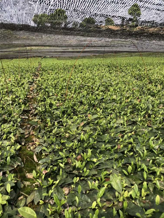 云南茶苗价格-云南茶苗批发-云南茶苗基地 