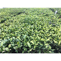 名选131茶苗 