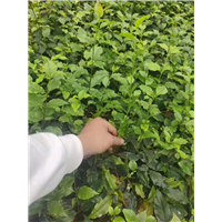 攀枝花福选9号茶苗 