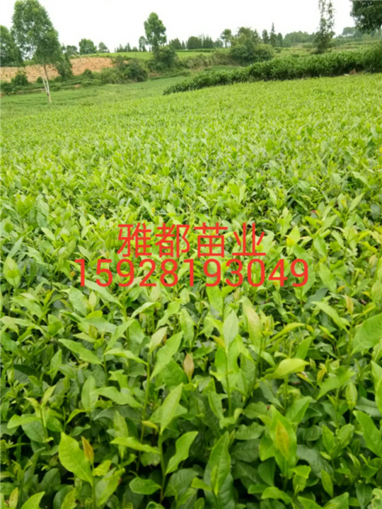 贵州茶苗-贵州茶苗种植 
