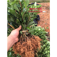 四川茶苗批发-中茶108茶苗-安吉白茶茶苗 