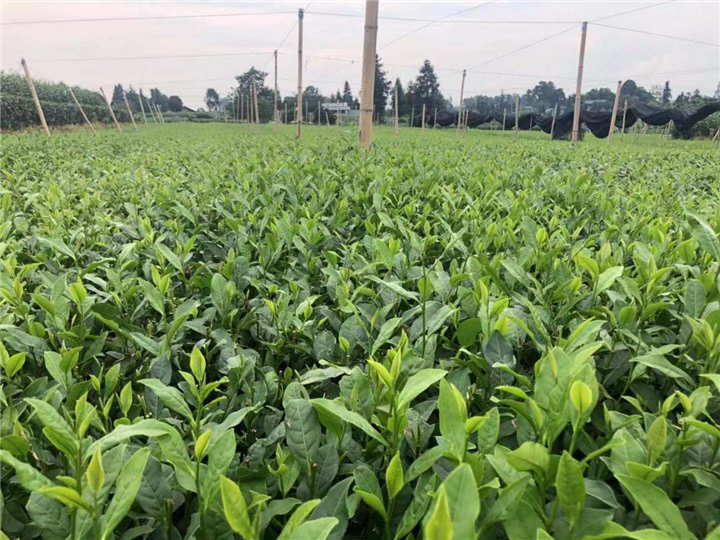 广东茶苗批发 