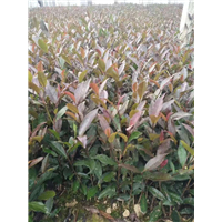 名山早311茶苗种植_巴中茶苗哪里有卖 