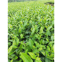 山西茶苗批发 