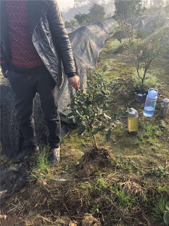 重庆茶苗价格-重庆茶苗批发-重庆茶苗基地 