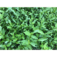 四川乌牛早茶苗-福鼎大白茶苗-龙井长叶茶苗 