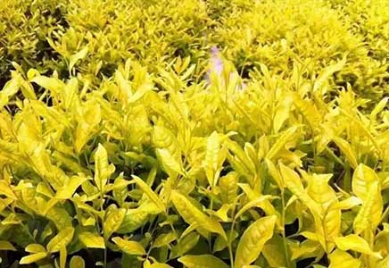 四川黄金芽茶苗 