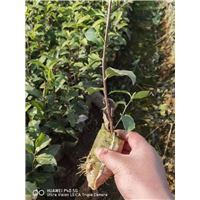 资阳梅占茶苗 