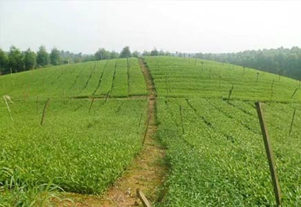 福鼎大白茶苗-四川福鼎大白茶苗 