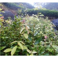 贵州老鹰茶苗基地@贵州老鹰茶苗出售 