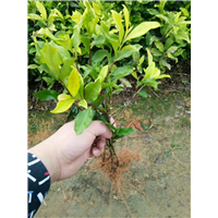 山东茶苗价格-山东茶苗批发-山东茶苗基地 