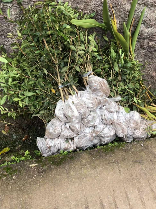 黄金茶苗种植基地_资阳中茶108茶苗 