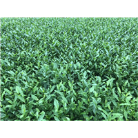 四川茶苗哪里有卖-老鹰茶苗茶苗批发价格 