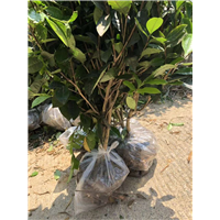 龙井43号茶苗价格_攀枝花福鼎大白茶苗 