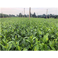 广东茶苗批发 