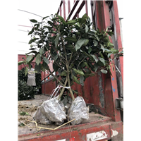 上海茶苗价格-上海茶苗批发-上海茶苗基地 