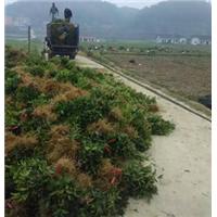 四川茶苗基地@茶苗基地@四川茶树苗 