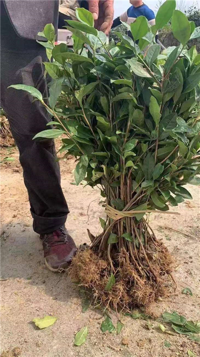 巴中红白茶苗 