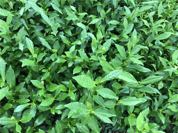 四川乌牛早茶苗-福鼎大白茶苗-龙井长叶茶苗 