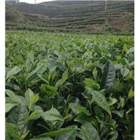 四川名选131茶苗，四川名选131茶苗价格 