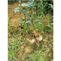 浙江名山白毫131茶苗