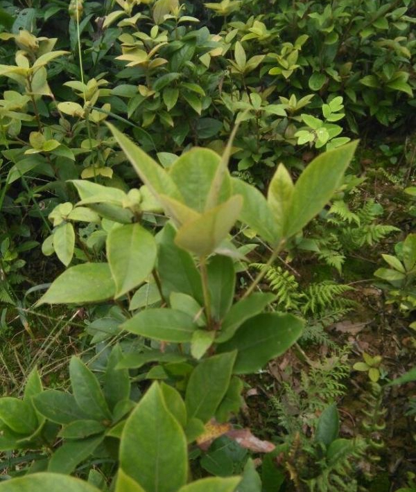 湖南供应老鹰茶苗@湖南老鹰茶苗价格 