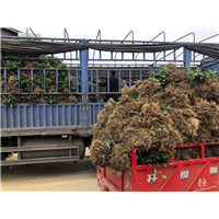 河南茶苗价格-河南茶苗批发-河南茶苗基地 