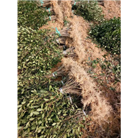 上海茶苗价格-上海茶苗批发-上海茶苗基地 