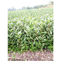湖南大型苗木种植基地 