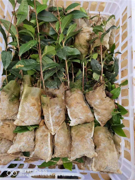 资阳福鼎大白茶苗 