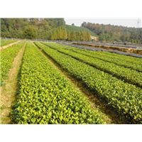四川黄金茶苗基地，四川黄金茶苗出售 