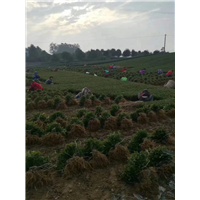 阿坝茶苗价格-阿坝茶苗批发-阿坝茶苗基地 