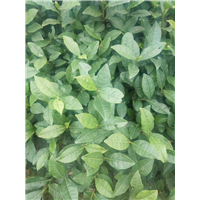 福鼎大白茶苗批发_广安蒙山9号茶苗 