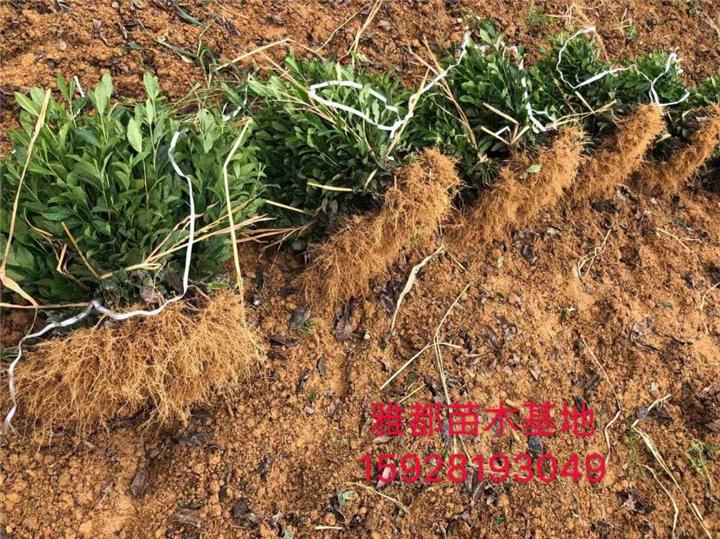 四川茶苗-龙井43号茶苗-平阳特早茶苗 