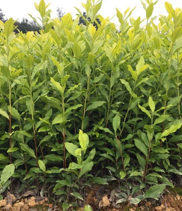 雅安名山苗业-四川黄金茶苗-四川茶苗 
