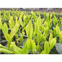 湖南黄金茶苗价格\湖南黄金茶苗批发 