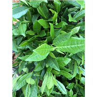 四川蒙山9号茶苗-名山白毫131茶苗种植基地 