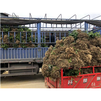 梅占茶苗供应商_上海福选9号茶苗 