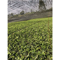 江西茶苗价格-江西茶苗批发-江西茶苗基地 