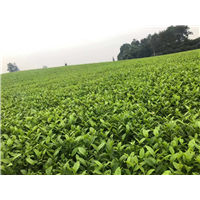平阳特早茶苗供应商_北京茶苗批发 