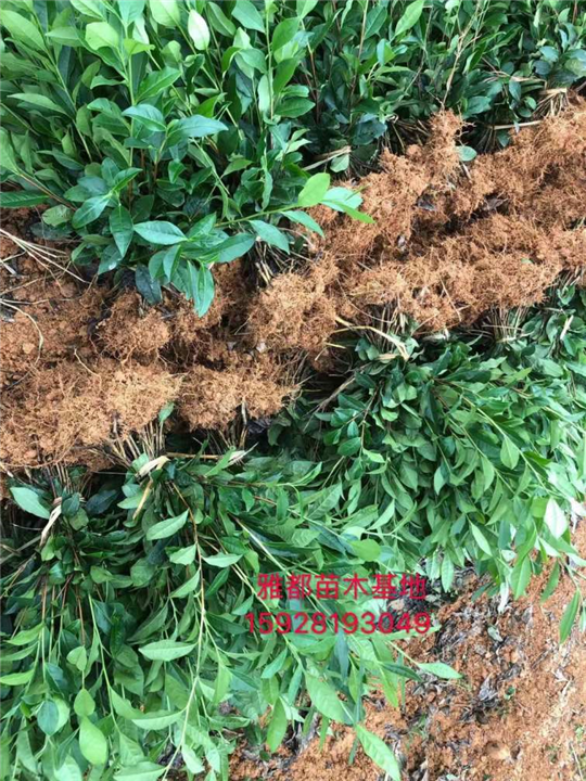 四川茶苗种植基地-中茶302茶苗基地 