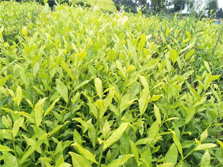 湖南茶苗杯苗 