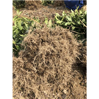 江西茶苗价格-江西茶苗批发-江西茶苗基地 